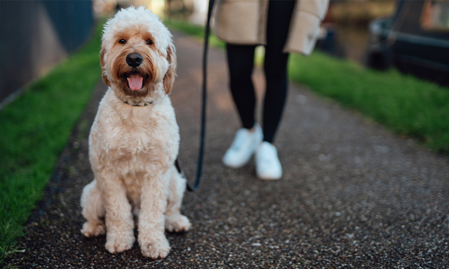 Compare business insurance for dog walkers